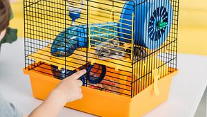 Hamster in einem Hamsterkäfig - Foto: iStock/LightFieldStudios