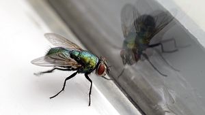 Nahaufnahme einer Stubenfliege mit ihrem Spiegelbild in einem Glasfenster. - Foto: iStock / photointrigue