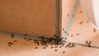 Hausmittel gegen Ameisen, die sofort wirken - Foto: DZM / iStock