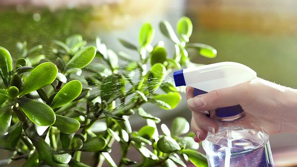 7 Hausmittel, gegen Blattläuse - Foto: bluecinema/ iStock