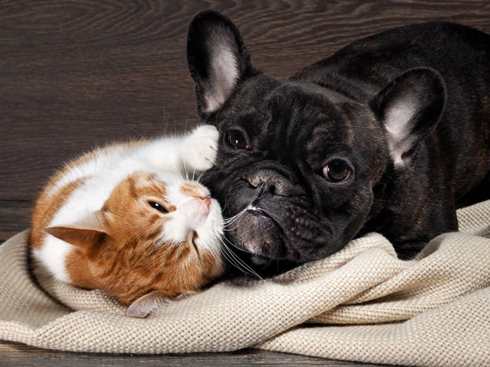 Urlaubsbetreuung für Haustiere Ferien für Hund und Katze Liebenswert