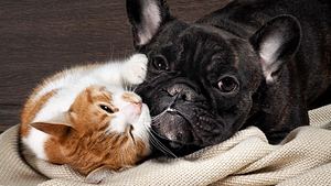 Katze und Hund. - Foto: kozorog / iStock