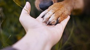 Wann muss ein geliebtes Haustier von seinem Leid erlöst werden? - Foto: Fenne / iStock 