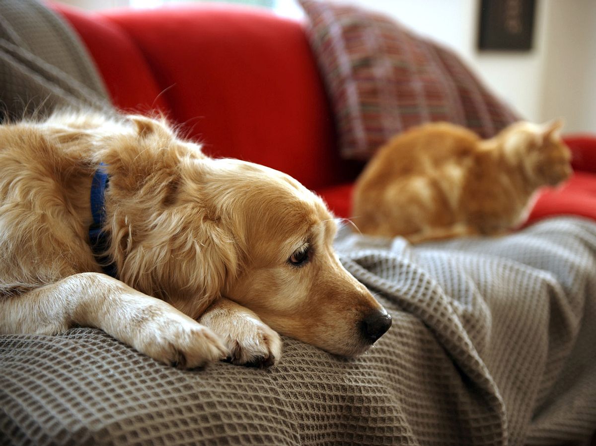 Download Katzen sprueche fuer verstorbene tiere Free HD