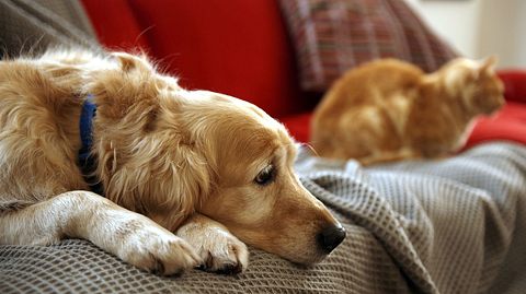 Wie trauern Haustiere, wenn Herrchen und Frauchen plötzlich nicht mehr da sind? - Foto: Janie Airey / iStock