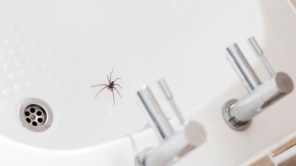 Eine Hauswinkelspinne sitzt in einem weißen Waschbecken - Foto: iStock/tbradford