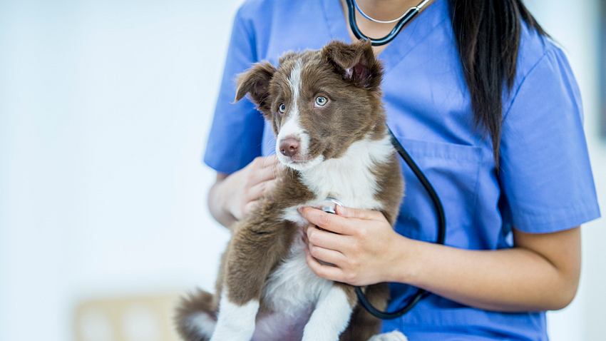 Hund auf dem Schoß beim Tierarzt - Foto: FatCamera / iStock