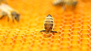 Propolis, Gelée royale und Co.: Die Heilkraft der Bienen - Foto: balwan / iStock