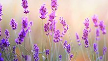 Die besten Heilpflanzen für die Seele - von Lavendel bis Ginkgo - Foto: Kotkoa / iStock