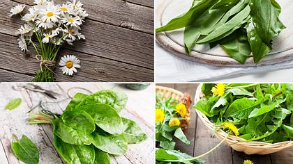 Wiesenkräuter: 21 Heilpflanzen von der Sommerwiese | Liebenswert Magazin