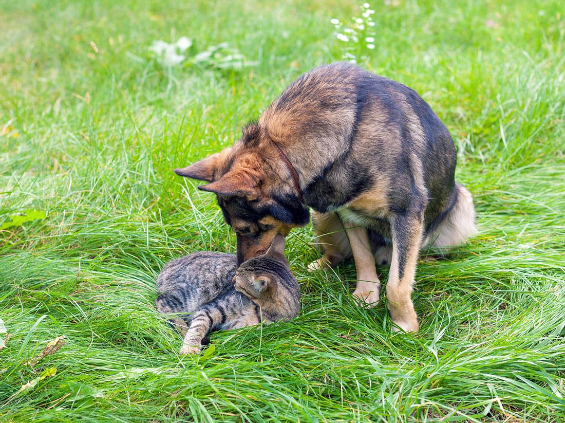 Herbstgrasmilbe Was Tun Wenn Hund Und Katze Befallen Sind