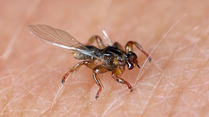 Die Hirschlaus hat nur sechs Beine und Flügel, sonst sieht sie der Zecke ähnlich - Foto: iStock/Tomasz Klejdysz