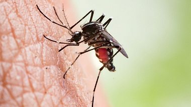 Mückenstich  - Foto: frank600 / iStock