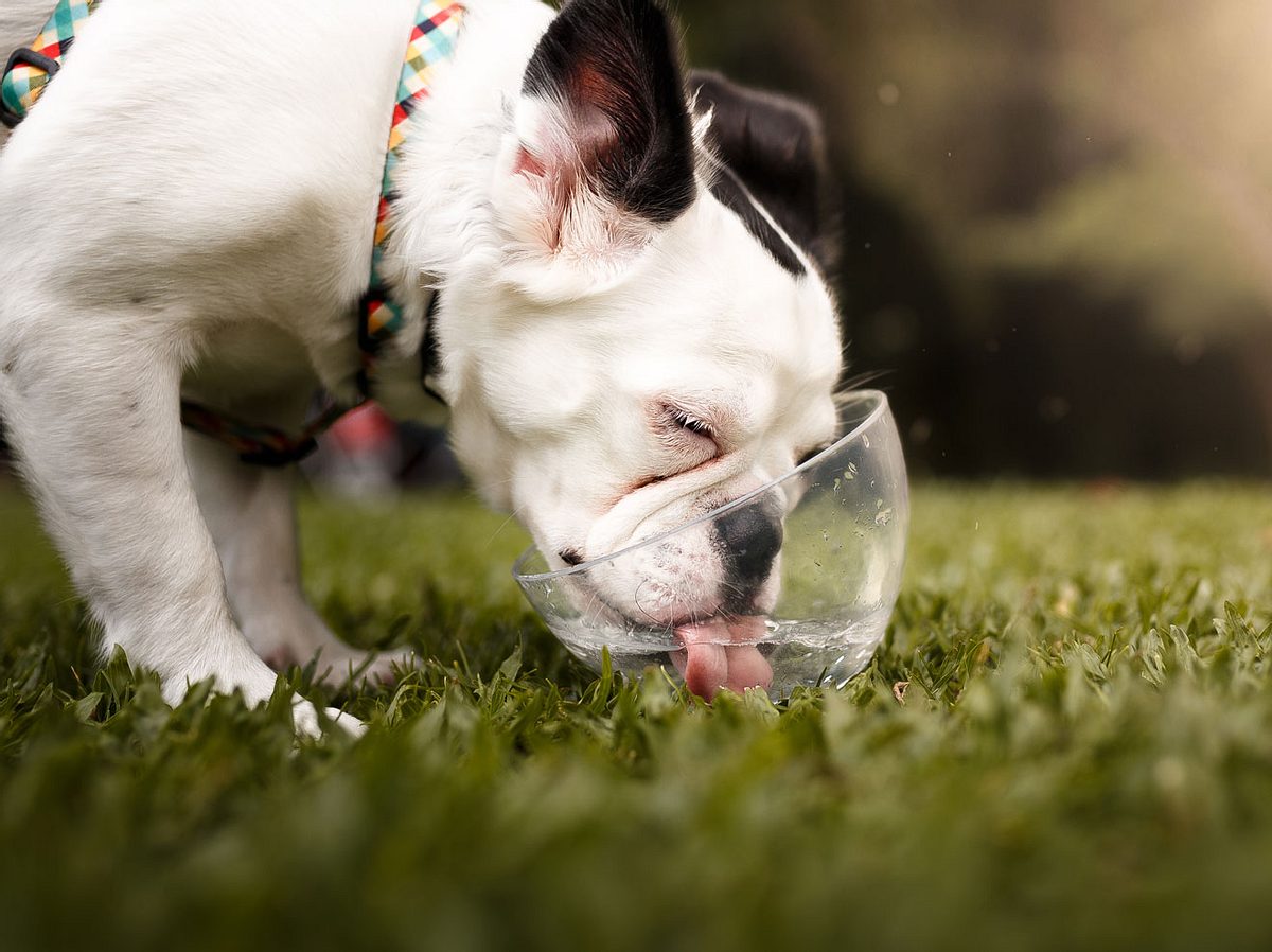 Hund trinkt Wasser aus einer Schüssel.