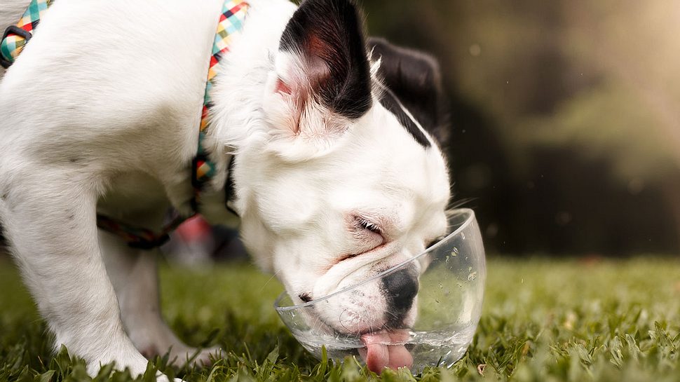 Hund trinkt Wasser aus einer Schüssel. - Foto: Capuski / iStock