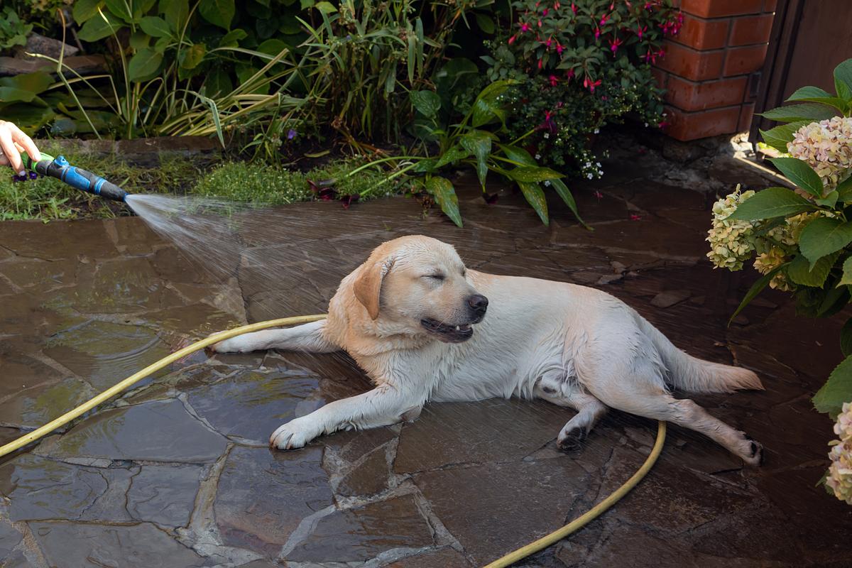 Hund wird mit Wasser aus dem Gartenschlauch abgekühlt.