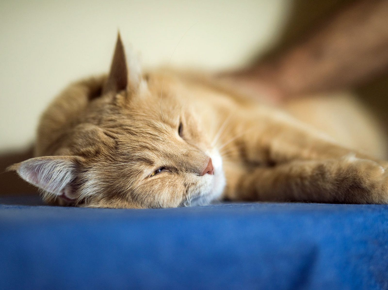 Hitzschlag bei Katzen So schützen Sie Ihr Tier vor Hitze Liebenswert Magazin