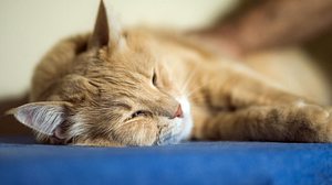 Schnell reagieren, wenn die Katze einen Hitzschlag erlitten hat. - Foto: DjelicS / iStock