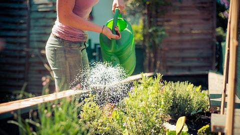 Frau gießt Pflanzen in einem angelegten Hochbeet. - Foto: iStock/Patrick Daxenbichler