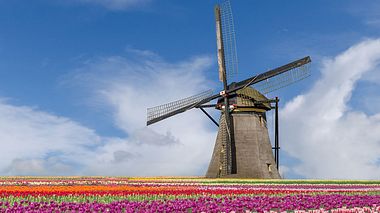 Urlaubstipp: Zur Tulpenblüte nach Holland - Foto: Prasit Rodphan / iStock