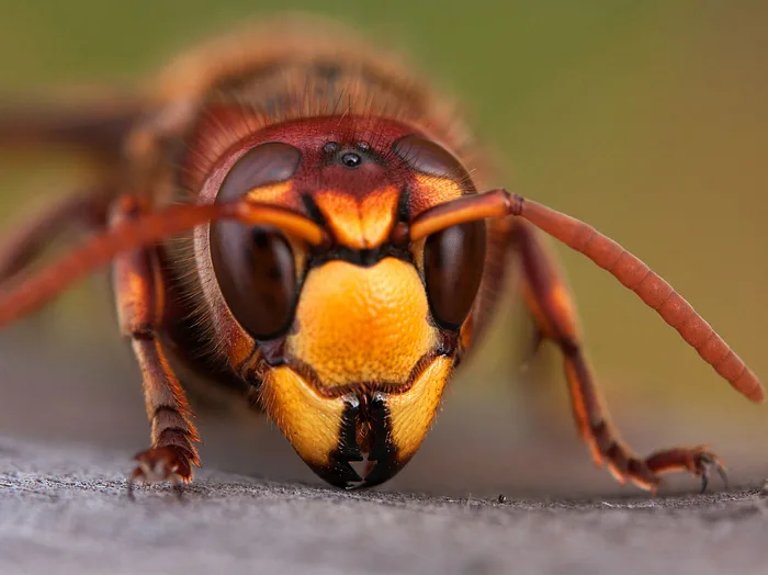 Hornissen Im Garten Wie Gefahrlich Ist Ein Hornissenstich Wirklich Liebenswert Magazin