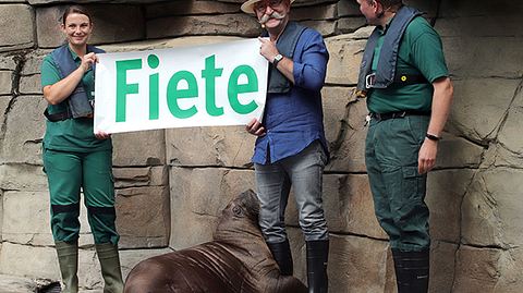Horst Lichter bei der Taufe von Walross Fiete im Tierpark Hagenbeck.  - Foto: Tierpark Hagenbeck