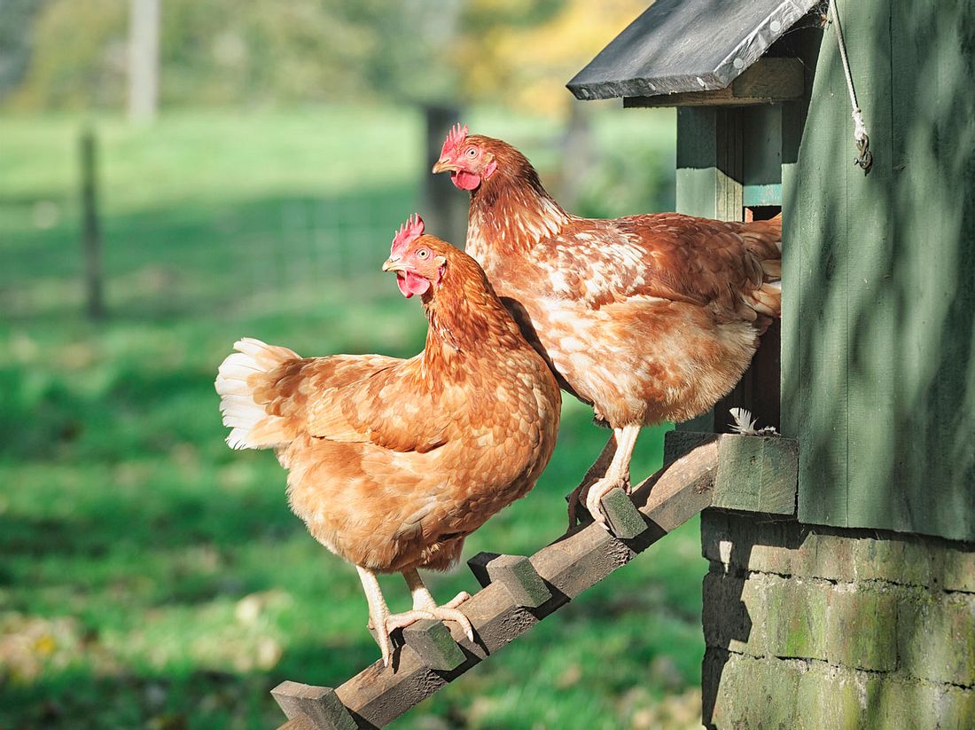 Hühnerhaltung im Garten: Tipps zur Fütterung und Pflege | Liebenswert