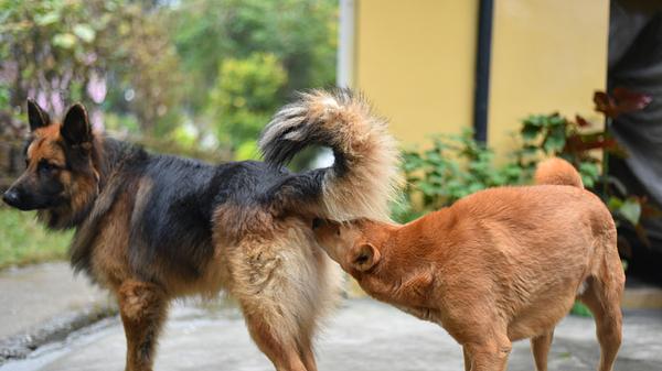 Ein Rüde beschnuppert eine läufige Hündin. - Foto: Singh_Lens / iStock