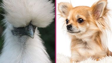 Ein ungewöhnliches Paar: Flauschiges Huhn liebt zweibeinigen Hund - Foto: mtreasure / GlobalP / iStock
