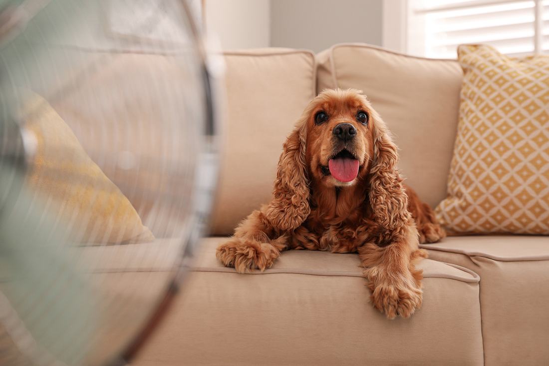 Hund auf Sofa vor Ventilator