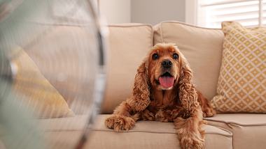 Hund auf Sofa vor Ventilator - Foto: iStock/Liudmila Chernetska