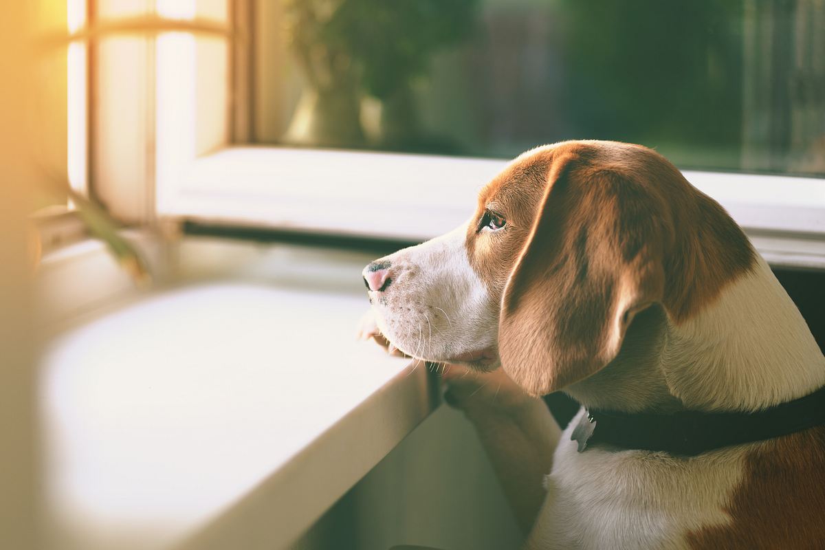 Beagle guckt aus dem Fenster. 