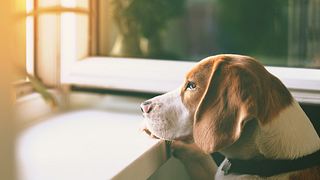 Beagle guckt aus dem Fenster.  - Foto: Tetiana Garkusha / Stock