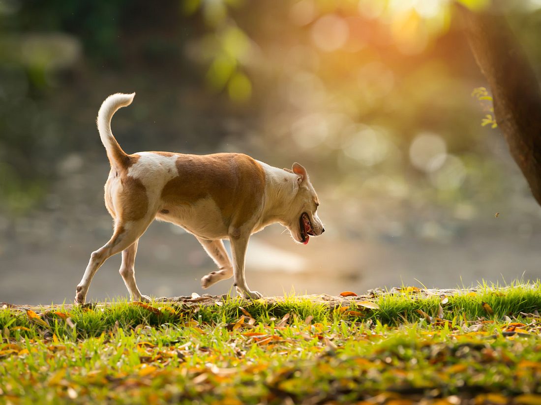 Welche Symptome auf Arthrose beim Hund hindeuten können.