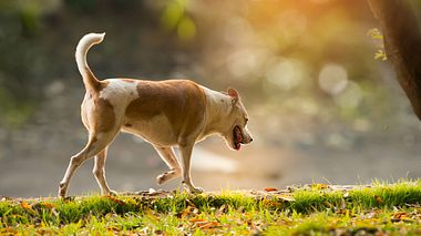 Welche Symptome auf Arthrose beim Hund hindeuten können. - Foto: momnoi / iStock