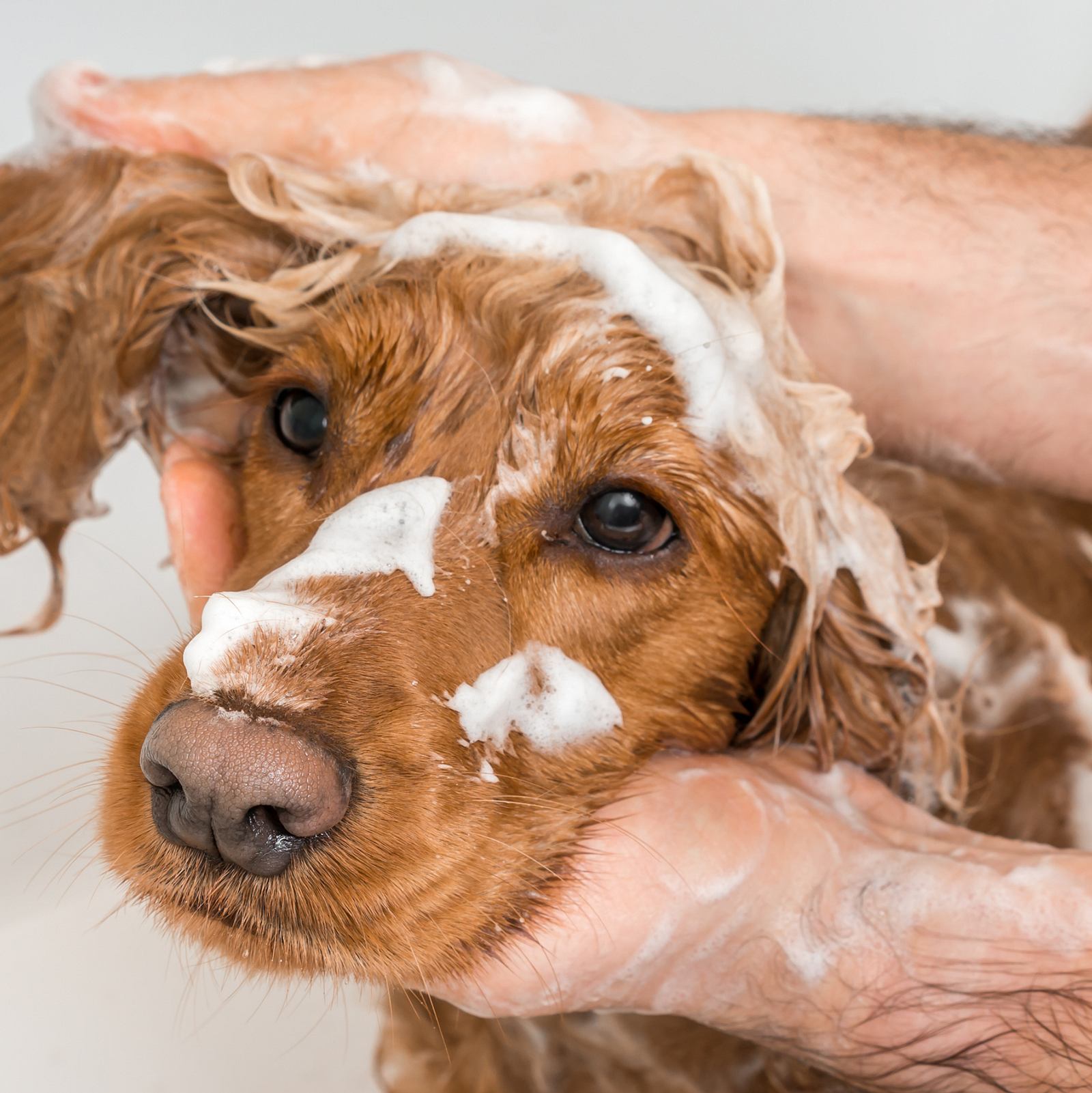 Hund mit dem passenden Hundeshampoo | Liebenswert