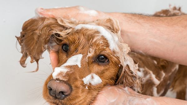 Hund wird gebadet - Foto: iStock/andriano_cz