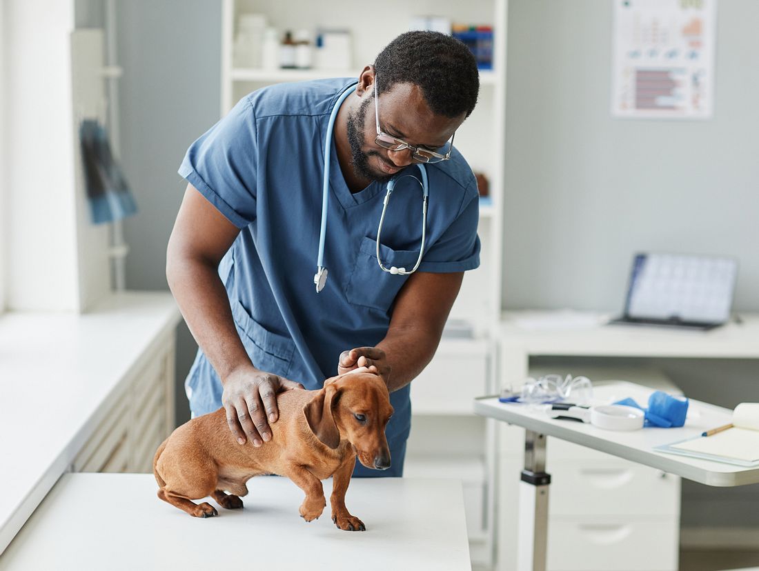 Hund beim Tierarzt Hund beim Tierarzt