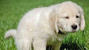 Hund Durchfall - Foto: Logorilla / iStock