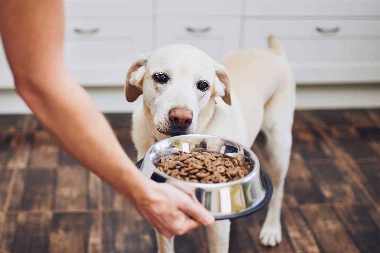 Hund frisst nicht: 10 mögliche Gründe für Appetitlosigkeit bei Hunden