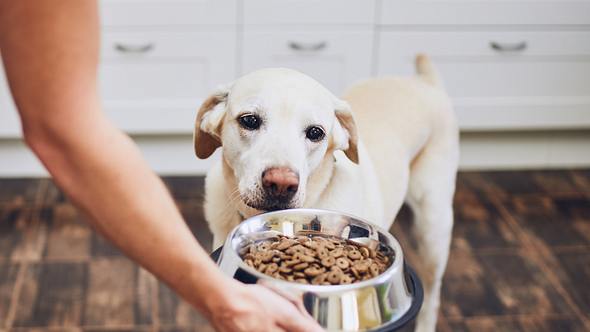 Hund frisst nicht: 10 mögliche Gründe für Appetitlosigkeit bei Hunden - Foto: Getty Images / Jaromír Chalabala 