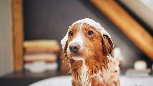 Hund Giardien - Foto: Chalabala / iStock