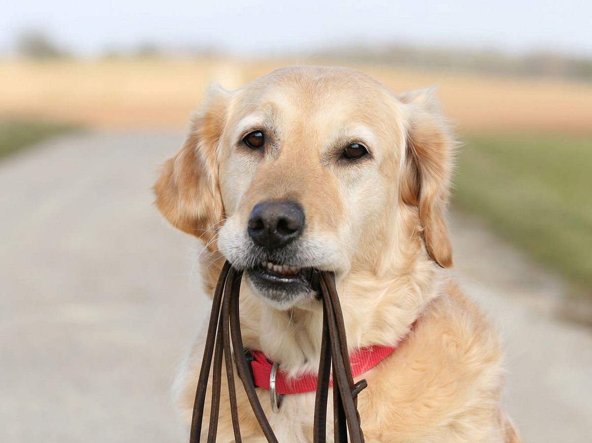 Welche Vorteile ein Hundegeschirr dem Halsband gegenüber hat. 