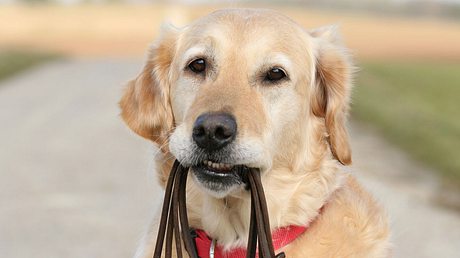 Welche Vorteile ein Hundegeschirr dem Halsband gegenüber hat.  - Foto: PK-Photos / iStock