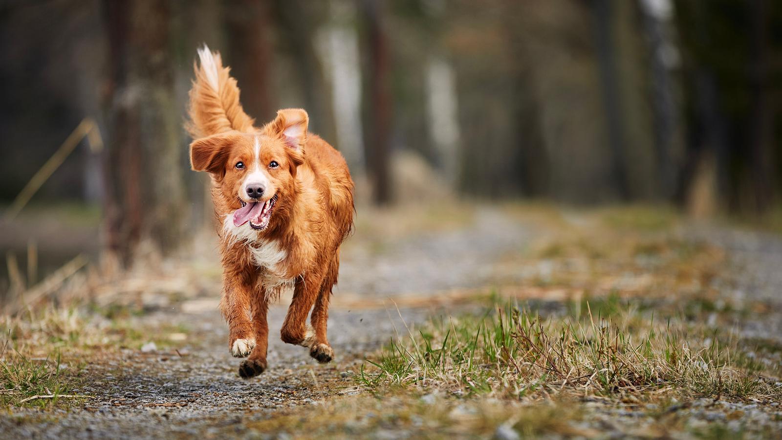 Hakenwurm im Hundekot