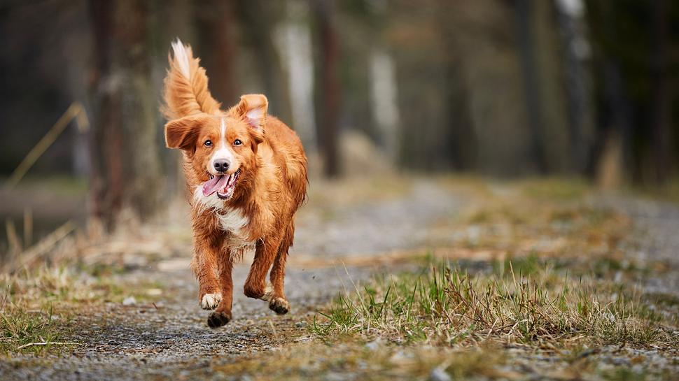 Hund hat Hakenwurm - Foto: iStock/ Chalabala 