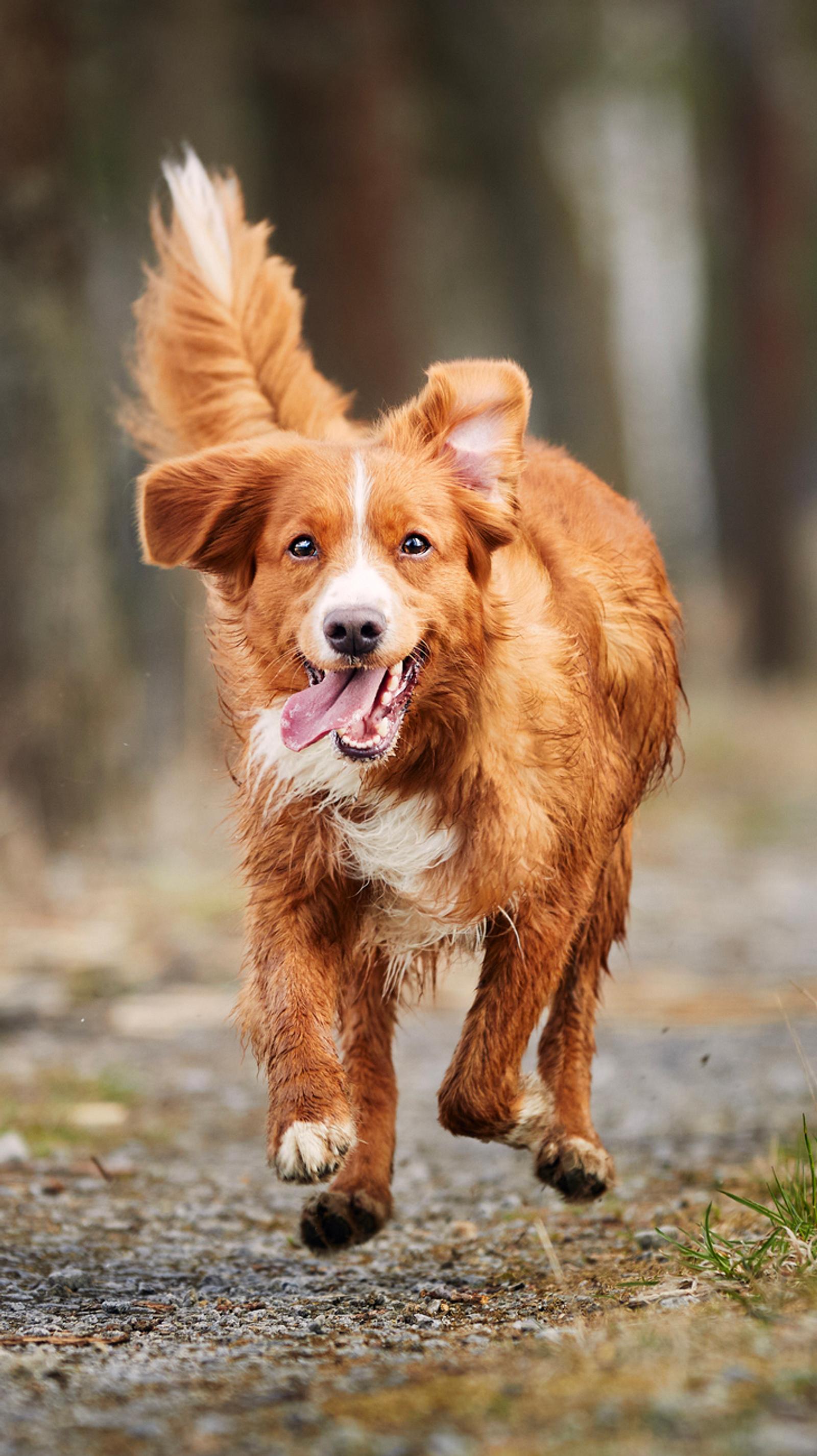 Hakenwurm im Hundekot