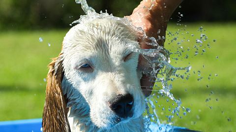 Hund wird mit Wasser abgekühlt. - Foto: tcsaba / iStock