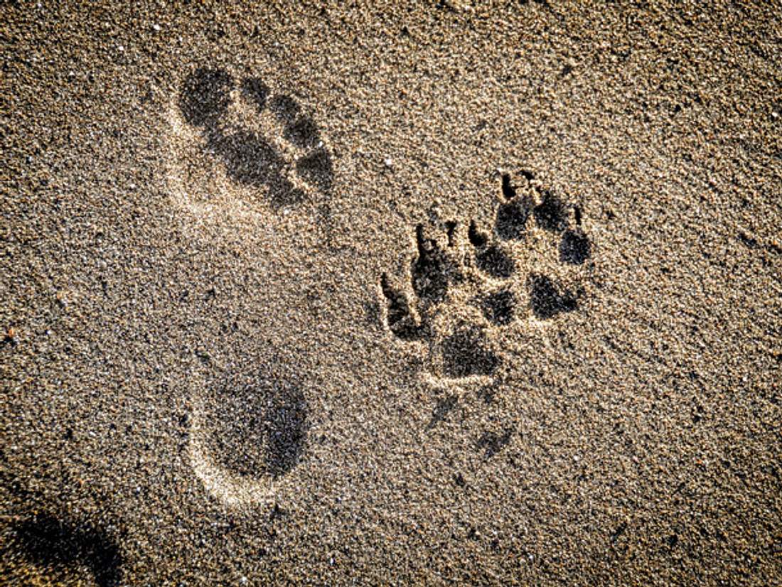 Hund und Mensch Spuren im Sand