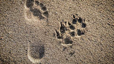 Hund und Mensch Spuren im Sand - Foto: Starcevic/iStock